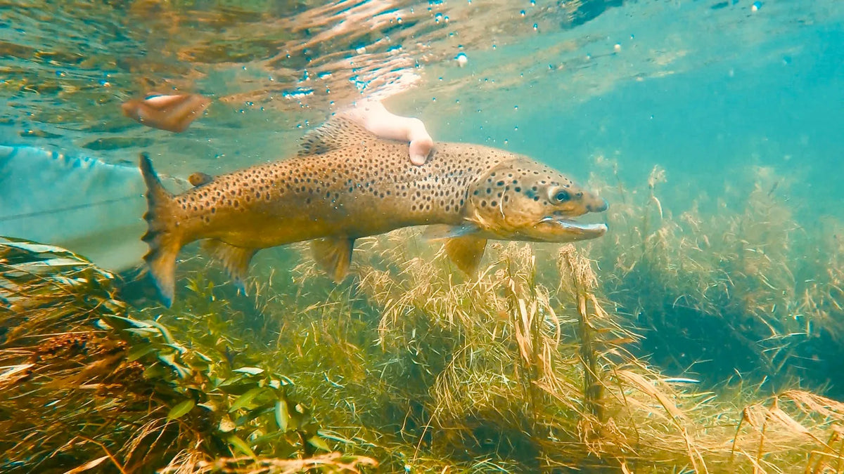 Brown trout swimming away after a careful release