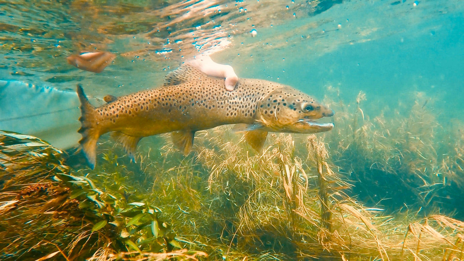 Brown trout swimming away after a careful release